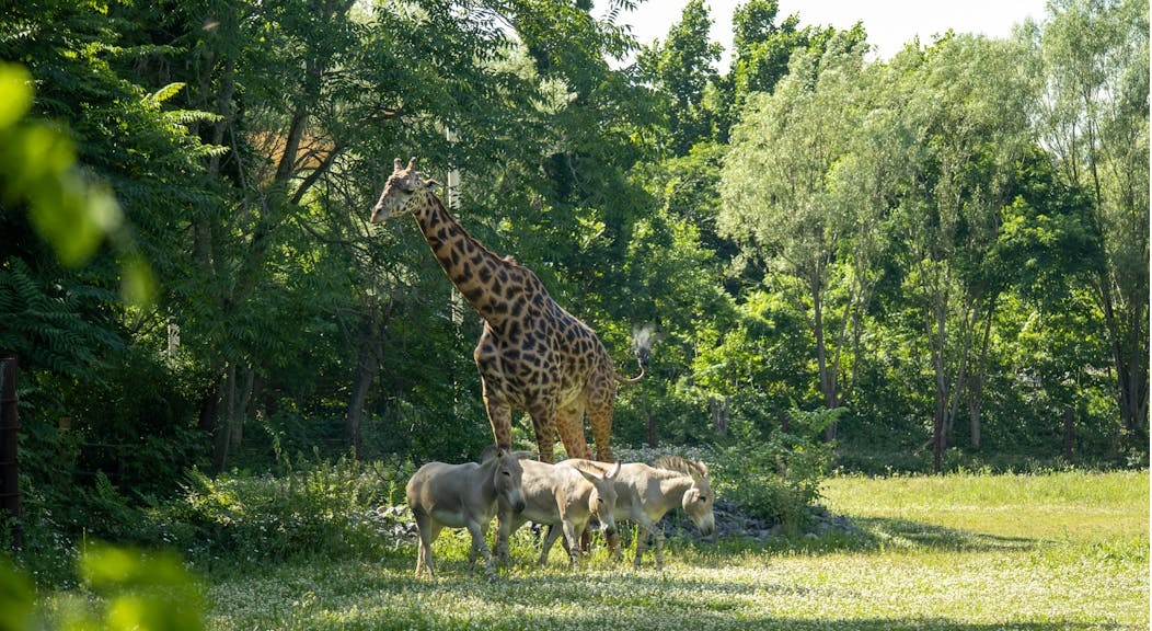 Countries Offering Travel Visas for Wildlife Conservation Volunteers